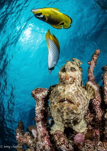 Frogfish: Looking Down on the Upside World by Tony Cherbas 
